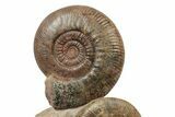 Tall, Jurassic Ammonite (Hammatoceras) Display - France #240204-1